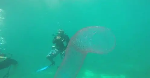 Il découvre une drôle de bestiole