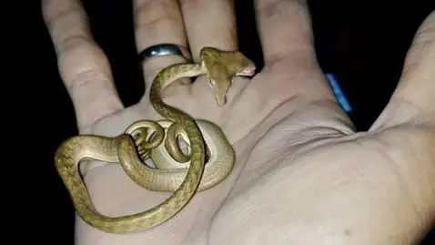 Serpent à deux têtes
