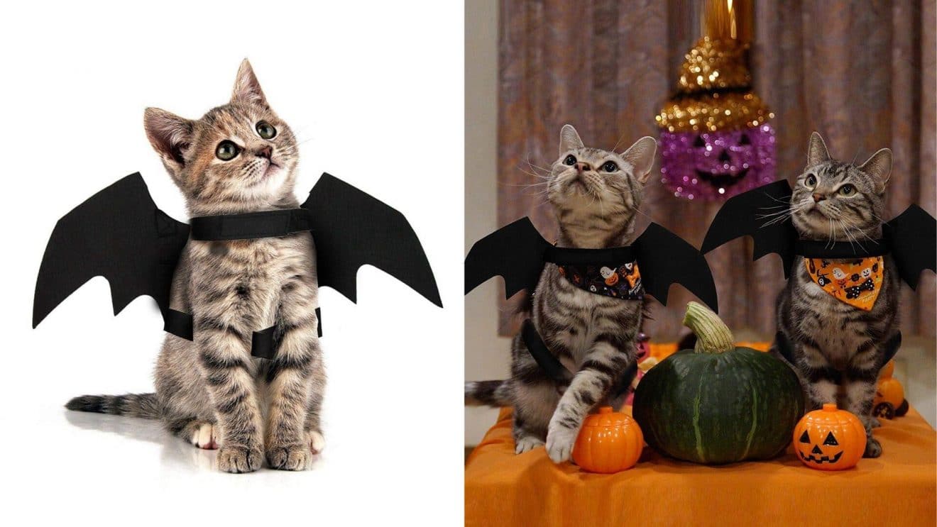 Ces Ailes De Chauve Souris Pour Chat Sont Un Must Have Pour Halloween