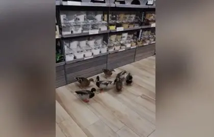 canards
