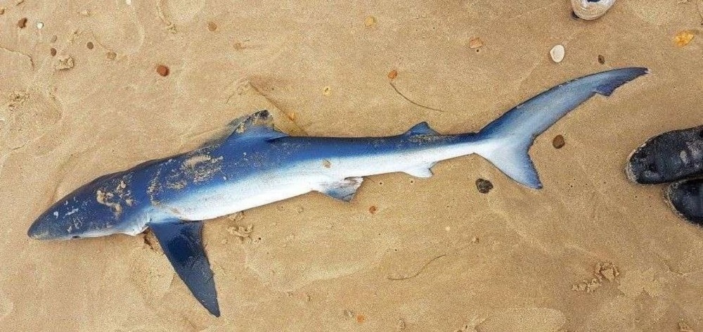 Un Requin Bleu Retrouve Echoue Sur Une Plage Du Cap Ferret