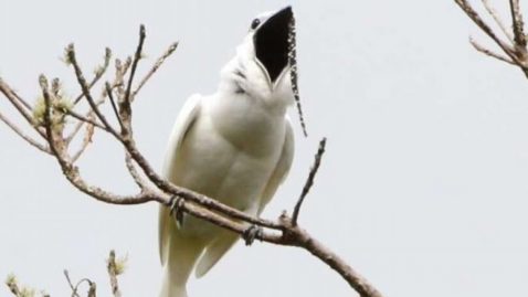 Découvre l'oiseau le plus bruyant du monde !