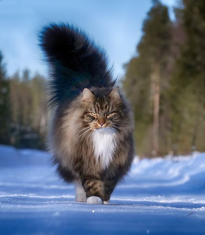 Ces Chats Fluffy Finlandais Vivent Leur Meilleure Vie Dans Le Froid Hivernal