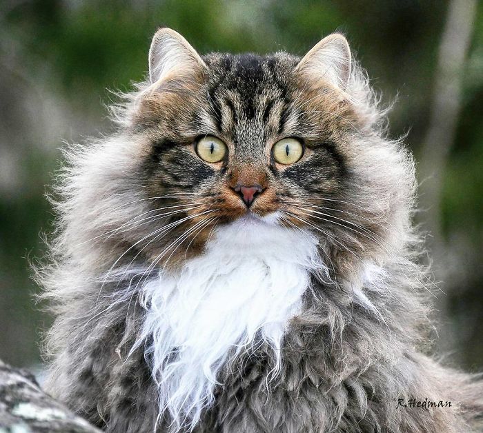 Ces Chats Fluffy Finlandais Vivent Leur Meilleure Vie Dans Le Froid Hivernal