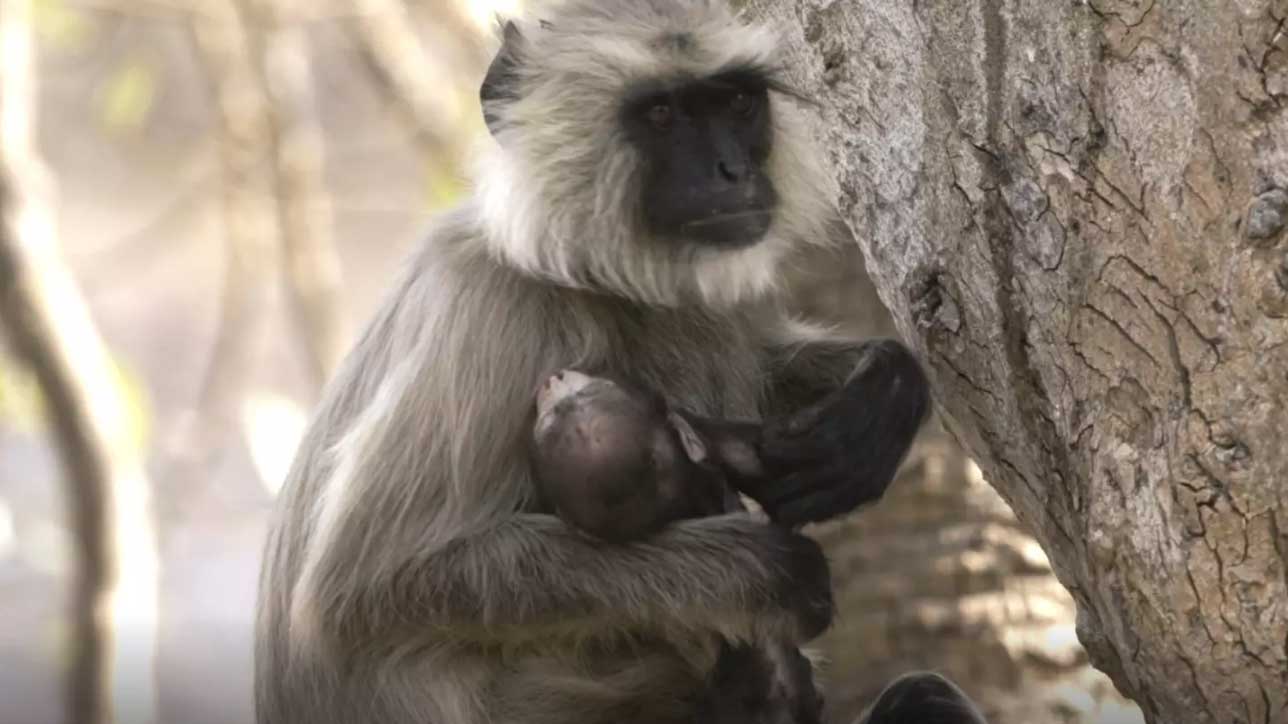 Une Guenon Porte Dans Les Bras Son Bebe Mort Ne Depuis 10 Jours Incapable De Faire Son Deuil