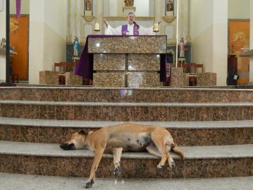 prêtre accueille des chiens errants