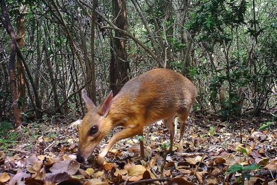 chevrotain