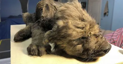 Un chien-loup vieux de 18 000 ans retrouvé