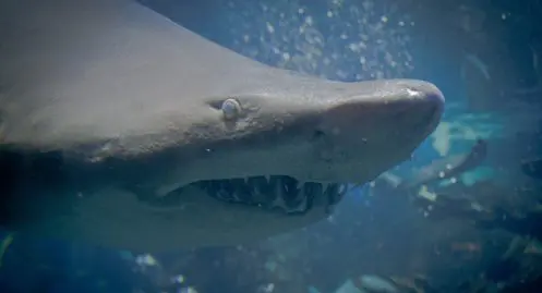 Des requins-tigres aperçus au large d'Hawaï