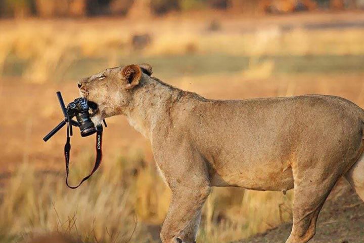 Photos animalières 16