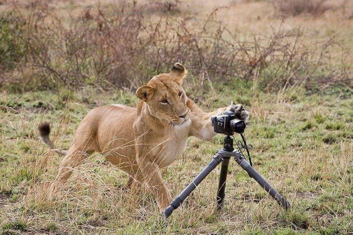 Photos animalières 17