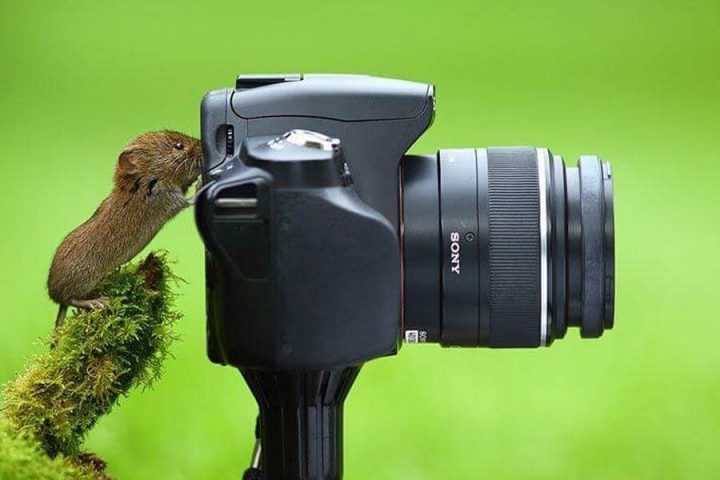 Photos animalières 20