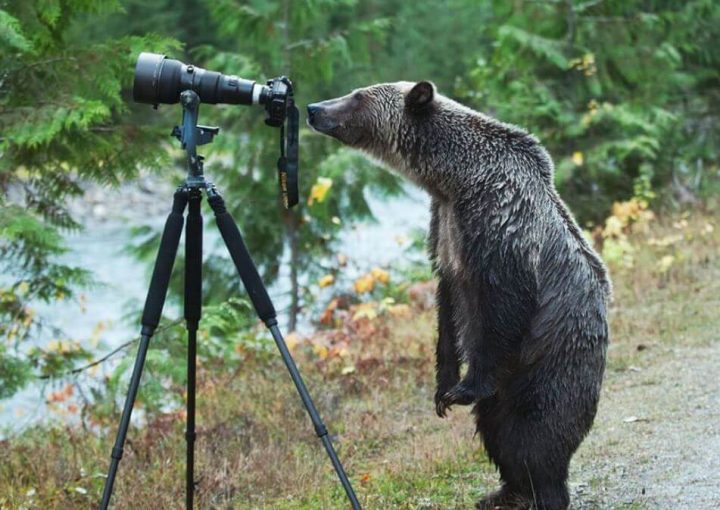 Photos animalières 23