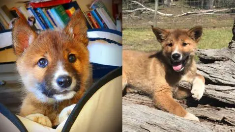 Wandi le dingo présumé chiot