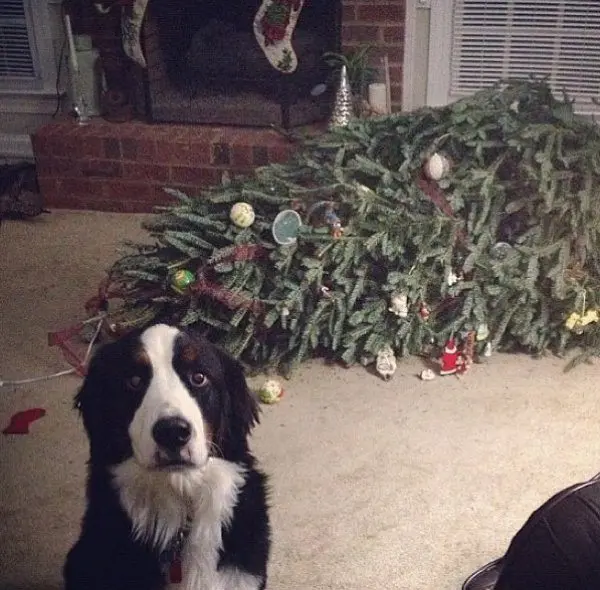 Animaux noël 1
