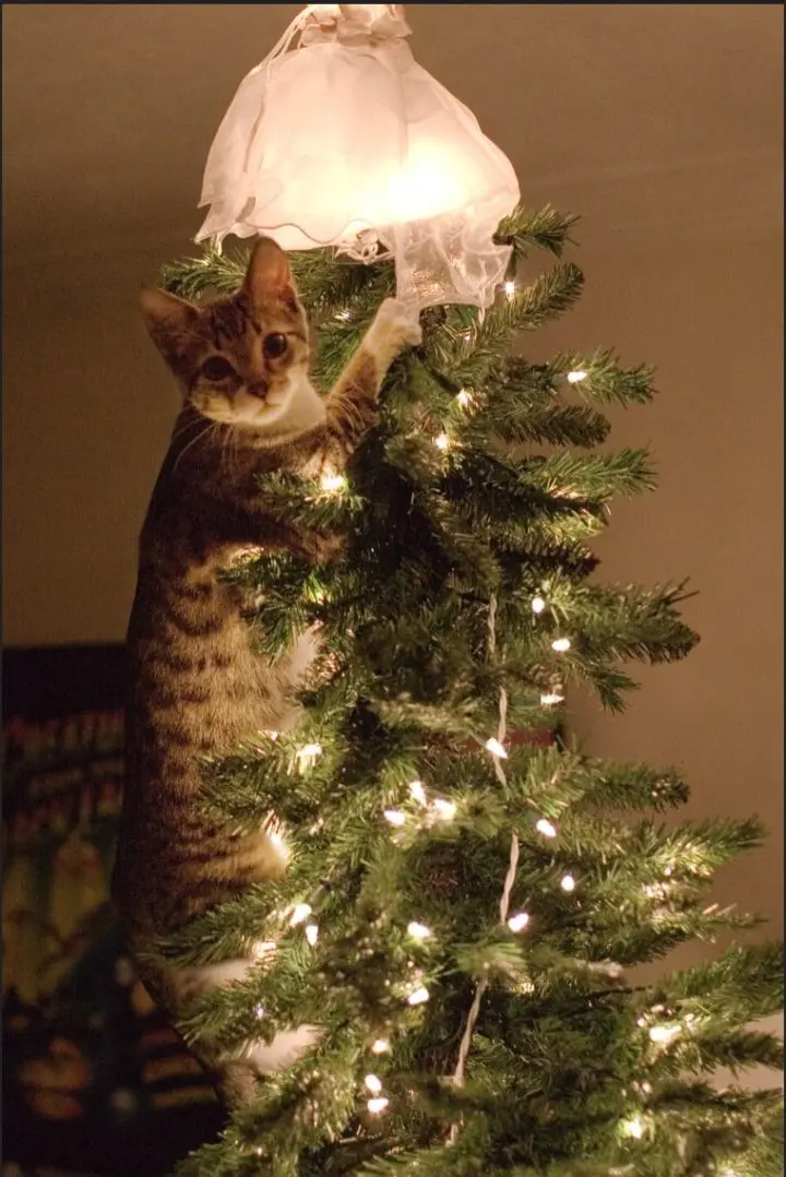 Animaux noël 3