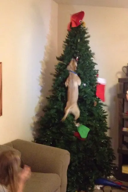 Animaux noël 4