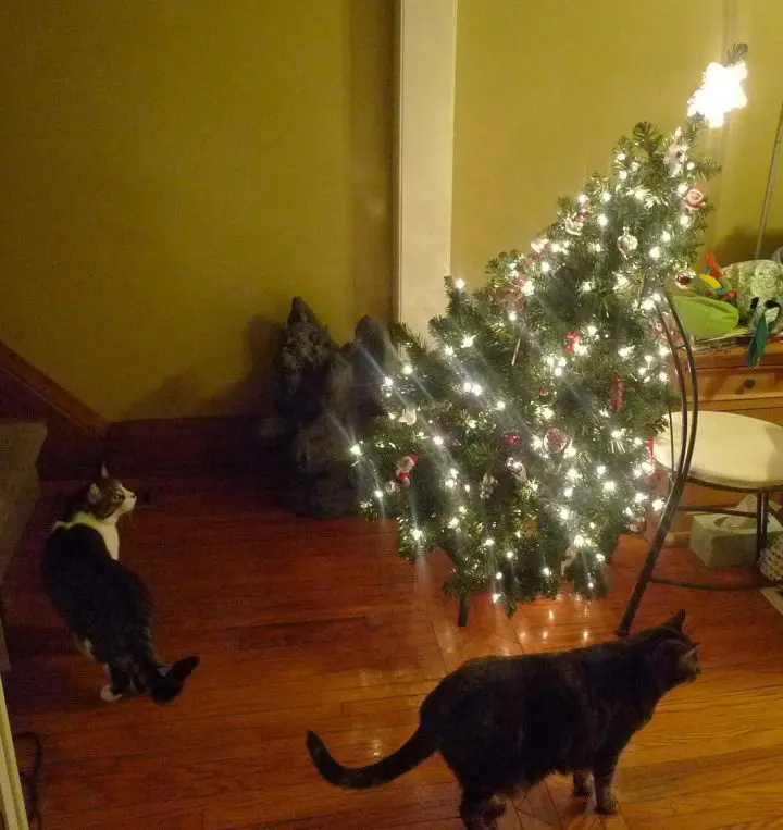 Animaux noël 5