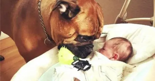 Découvrez la jolie réaction de ce chien