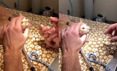ce chaton a quelque chose de surprenant dans le nez