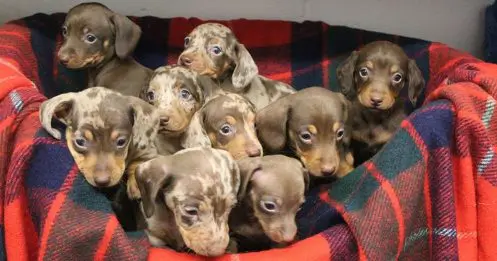 Chiots qui se nomment comme les rennes du père noel