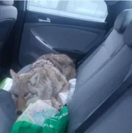Coyote