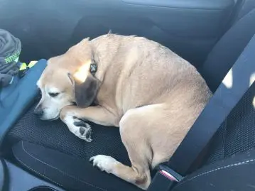Une femme mourante n'a pas le droit de voyager avec son chien