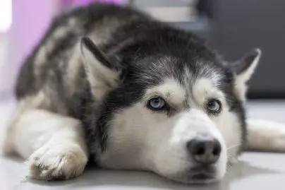 chien Husky