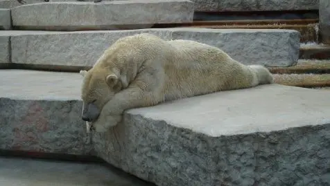 Sale affaire pour le zoo d'Amnéville