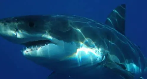 Mort d'un requin blanc