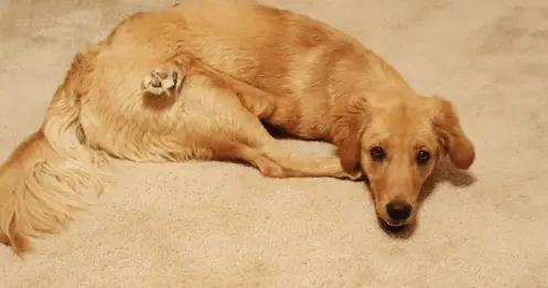 Une chienne née avec une malformation aux pattes