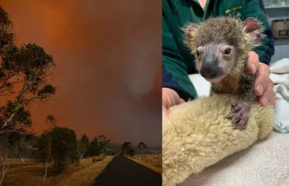 abattre les animaux brulés à cause des incendies en Australie