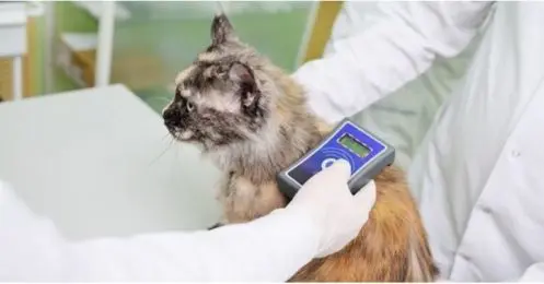 De nouvelles sanctions pour les propriétaires de chats non identifiés