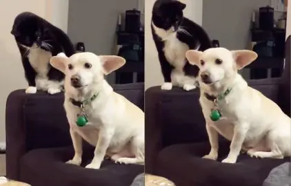 chat va être pris à son propre jeu