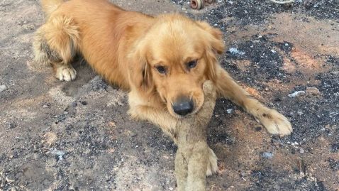 chien retrouve son jouet après l'incendie qui a ravagé sa maison