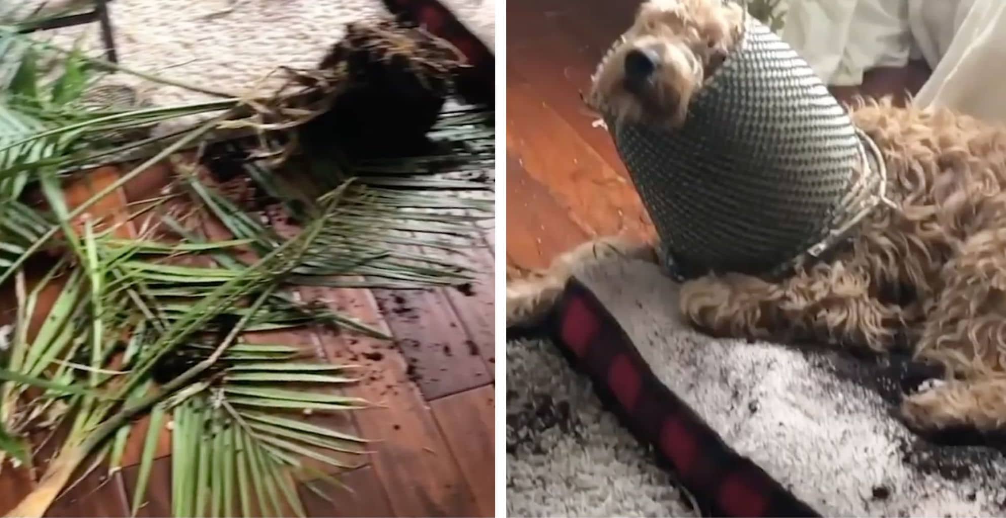 Ce Chien A Fait Une Grosse Betise Et Sa Reaction Est Hilarante Video