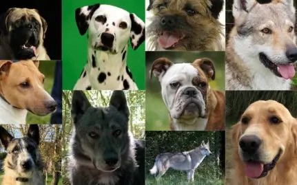 chiens stars du cinéma incendie