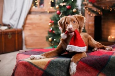 des chiots reçus en cadeau à Noël déjà en vente en ligne