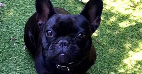il-balance-un-chien-du-quatrieme-etage-et-termine-en-prison