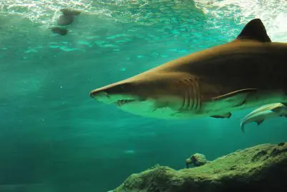 requin drone