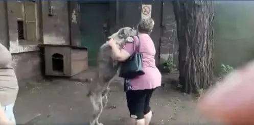 Elle retrouve son chien deux ans après