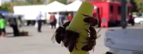 Les abeilles se liguent pour enlever le bouchon