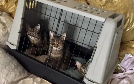 animaux noisy-le-grand