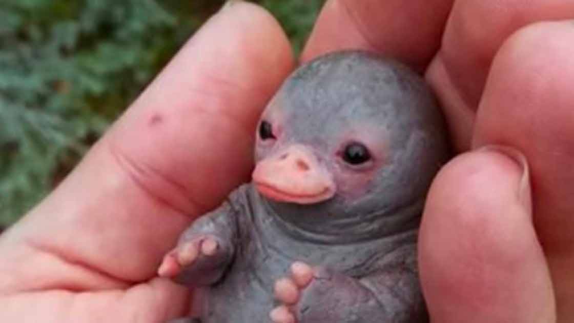 Ce Bebe Ornithorynque Trop Mignon Qui Faisait Le Buzz N Etait Pas Du Tout Ce Que Vous Croyez