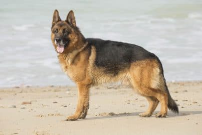 berger allemand