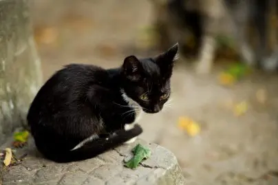 Une chatte sauvée par un homme