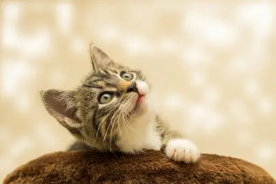 chat pratiques sexuelles