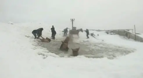 chevaux eau glacée