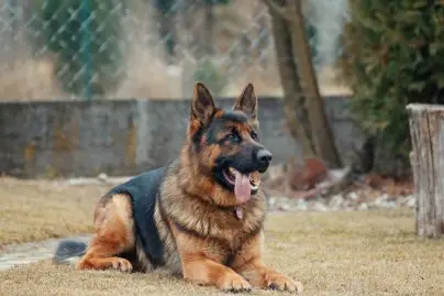 Chien-policier prêt à passer à l'attaque