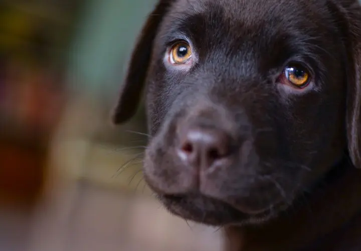 Un chien du refuge a été retrouvé mangé